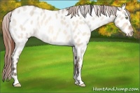 Horse Color:Amber Champagne Roan Dun Appaloosa Rabicano 