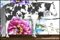Horse Color:White Spotted Black Splash 