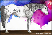 Horse Color:White Spotted Brown Blanket 