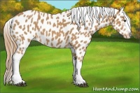 Horse Color:Chestnut Near Leopard 