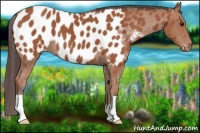Horse Color:Bay Appaloosa 