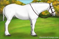 Horse Color:Gray Bay