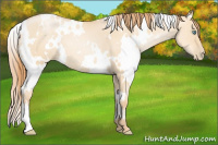 Horse Color:White Spotted Buckskin Pearl Dun