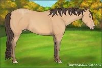 Horse Color:Amber Champagne