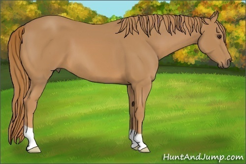 Horse Color:Unknown 