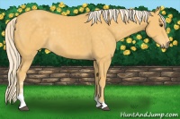 Horse Color:Palomino Sabino 