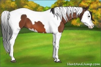Horse Color:Bay Splash Tobiano 