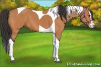 Horse Color:Bay Splash Tobiano