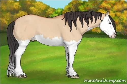 Horse Color: Bay Dun Splash 