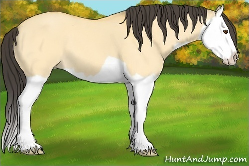 Horse Color: Buckskin Dun Splash 