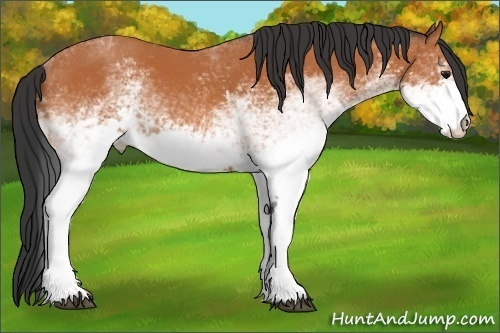 Horse Color: White Spotted Bay 