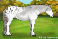 Horse Color:White Spotted Grullo Blanket 