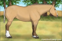 Horse Color:Silver Buckskin Dun Sabino 