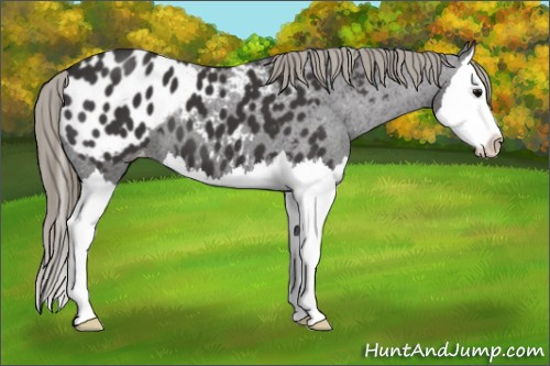 Horse Color:Smoky Black Splash Appaloosa