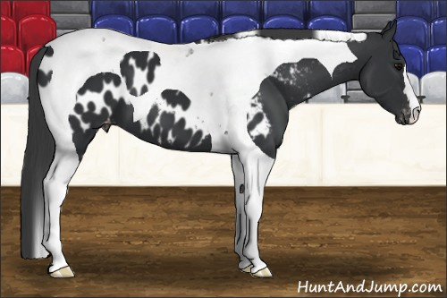 Horse Color: Brown Tobiano Near Leopard 