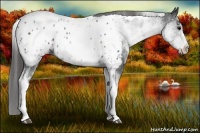Horse Color:White Spotted Black Appaloosa