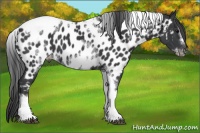 Horse Color:White Spotted Black Splash Tobiano Frame Appaloosa
