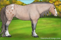 Horse Color:Bay Roan Splash Appaloosa