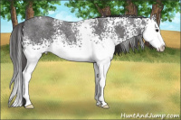 Horse Color:White Spotted Smoky Blue Roan Splash 