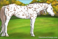 Horse Color:Chestnut Splash Near Leopard 