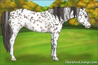 Horse Color:Brown Near Leopard