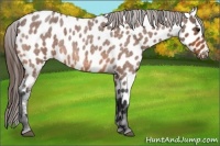 Horse Color:Bay Roan Near Leopard 