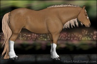 Horse Color:Chocolate Palomino 