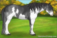 Horse Color:Black Splash 