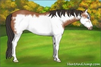Horse Color:Bay Splash Frame 