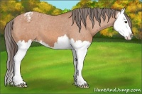 Horse Color:Bay Splash Appaloosa 