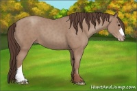 Horse Color:Classic Champagne 