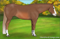 Horse Color:Chestnut Splash
