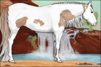 Horse Color:Chestnut Ice Splash Tobiano 