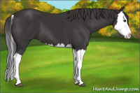 Horse Color:Smoky Black Splash 
