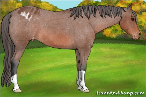 Horse Color: Bay Roan Blanket 