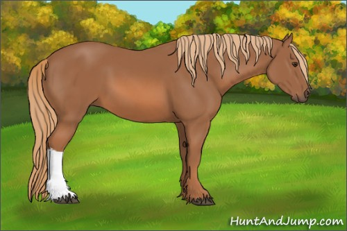 Horse Color: Chestnut 