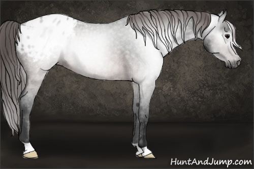 Horse Color:Gray Brown Roan Blanket 