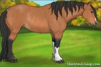 Horse Color:Bay Rabicano 