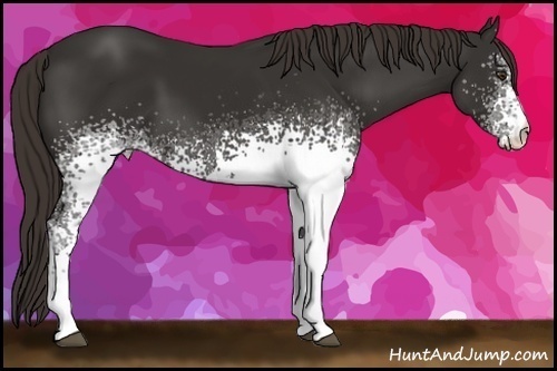 Horse Color: White Spotted Liver Chestnut 