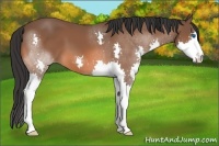Horse Color:Bay Splash 