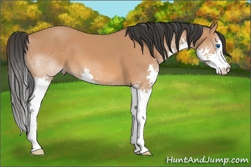 Horse Color: Bay Splash 