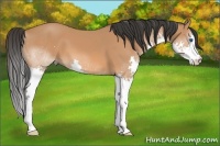 Horse Color:Bay Splash 