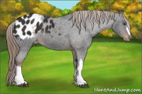 Horse Color:Liver Chestnut Appaloosa