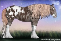 Horse Color:Liver Chestnut Splash Appaloosa 