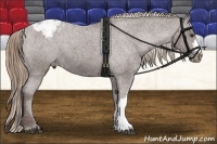 Horse Color:Liver Chestnut Appaloosa 