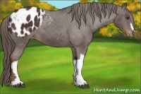 Horse Color:Liver Chestnut Appaloosa 