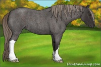 Horse Color:Liver Red Roan 