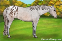 Horse Color:Brown Appaloosa 
