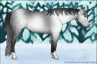 Horse Color:Gray Black 