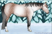 Horse Color:Gray Bay Roan 